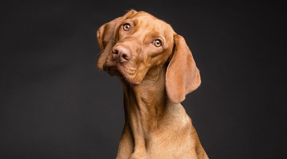 The benefits of dog shoes for dogs with arthritis and your large dog breed
