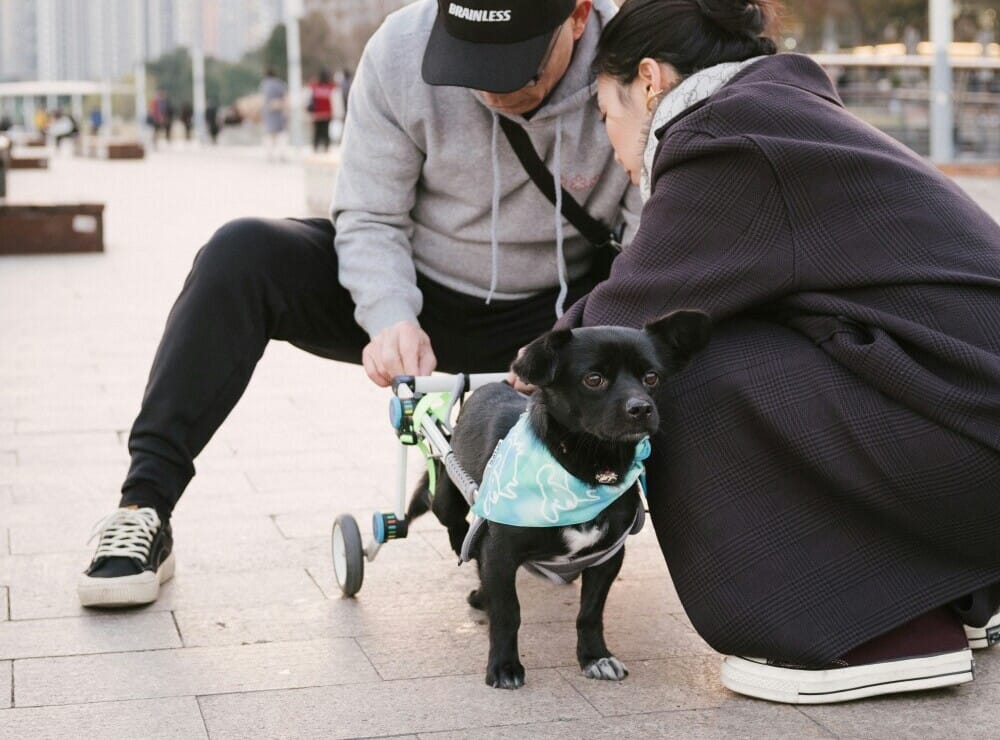 Dog Wheelchair for Back Legs