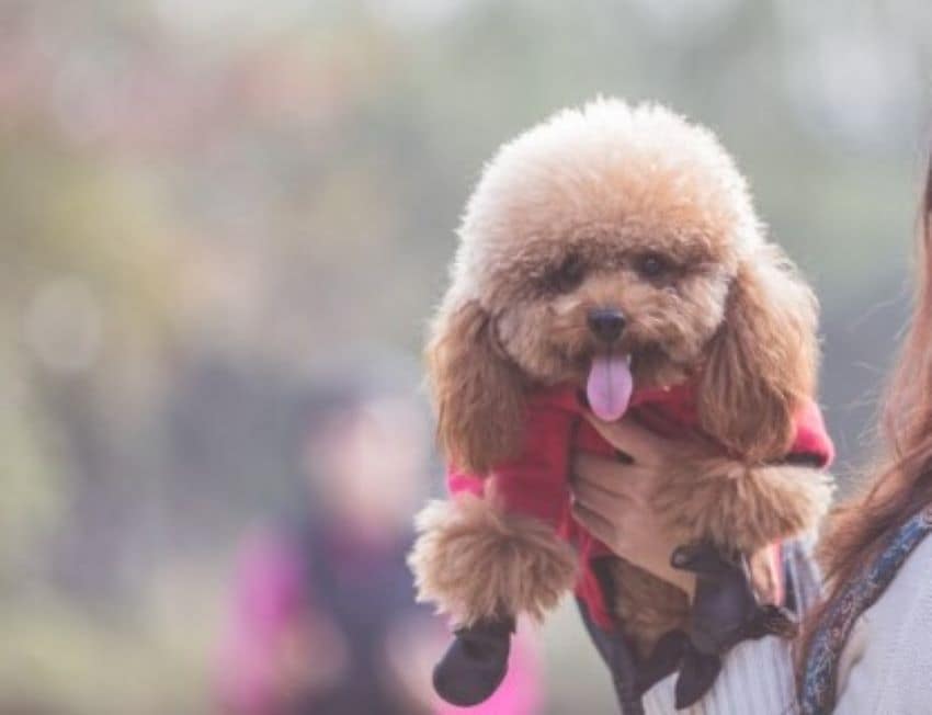 Dog Wheelchair for Back Legs