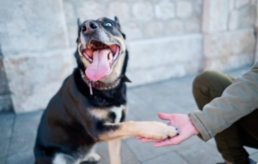 The Benefits of Dog Shoes in Your Home