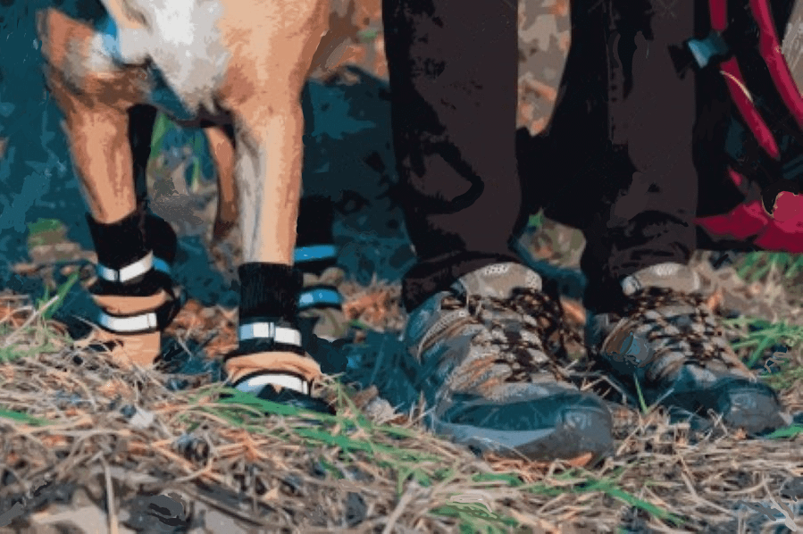 Dog Shoes for Hiking