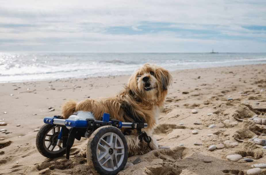Dog Wheelchair for Back Legs