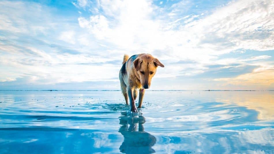 Dog Behavior Problems and Paw Problems