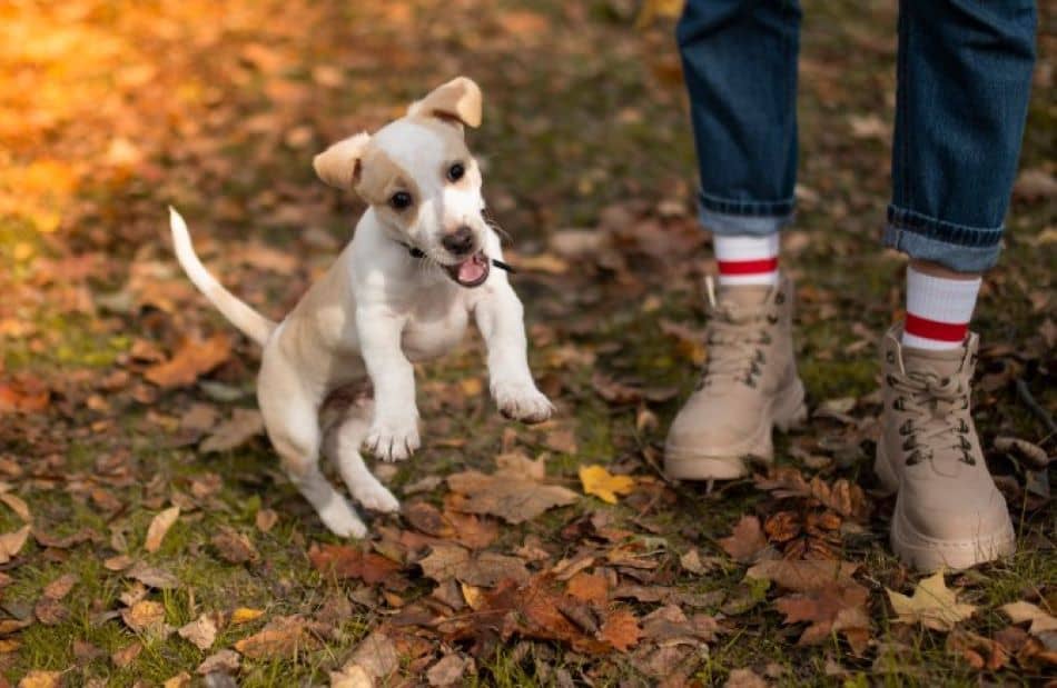With your dog shoes and boots there are many outdoor adventures 