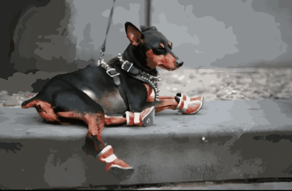 Stay cool with doggie booties for hot pavement 
