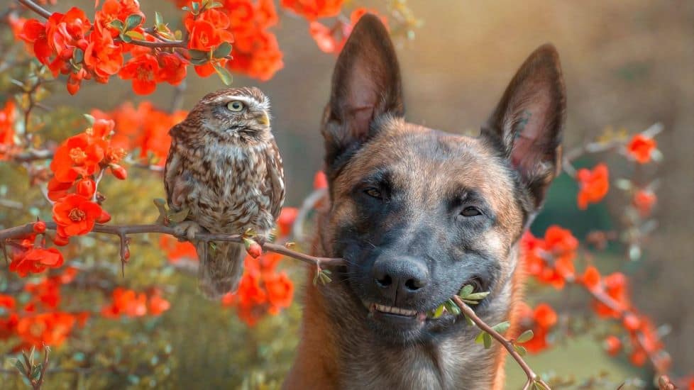 Dog Behavior Problems and Solutions